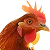 Hühnerfutter 25 kg image