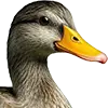 Entenfutter  image