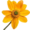 Blumen + Mischungen image