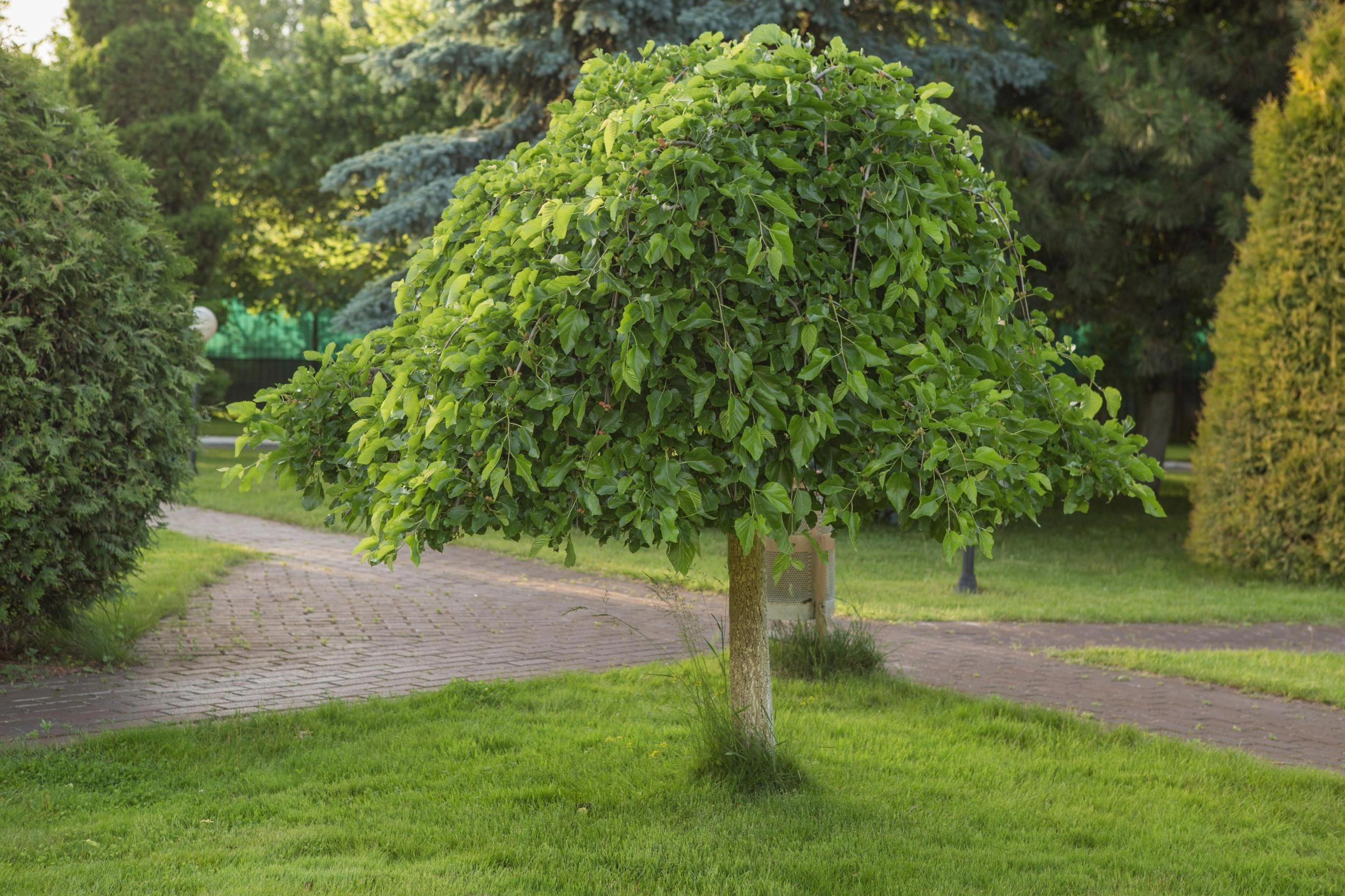 Obstbäume image
