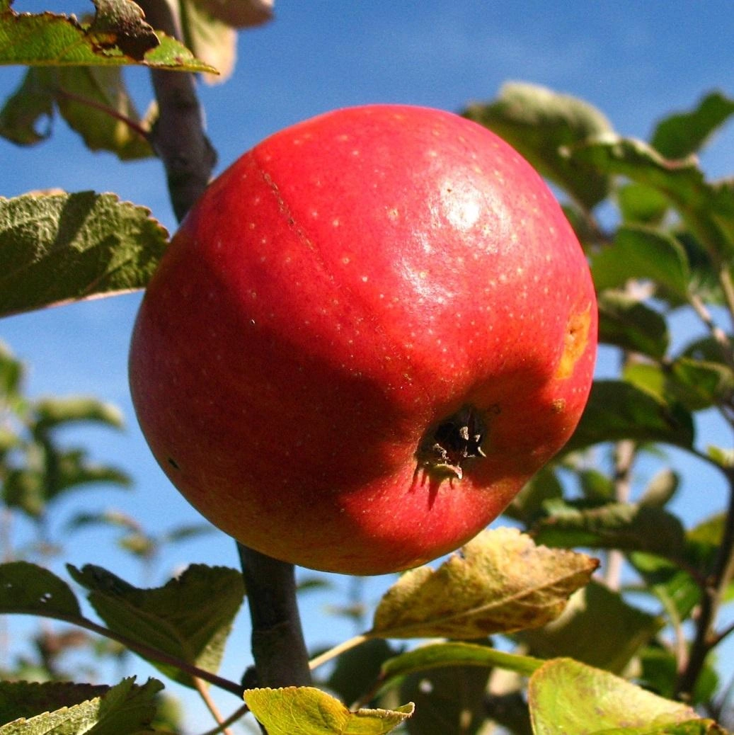 Apfelbäume image