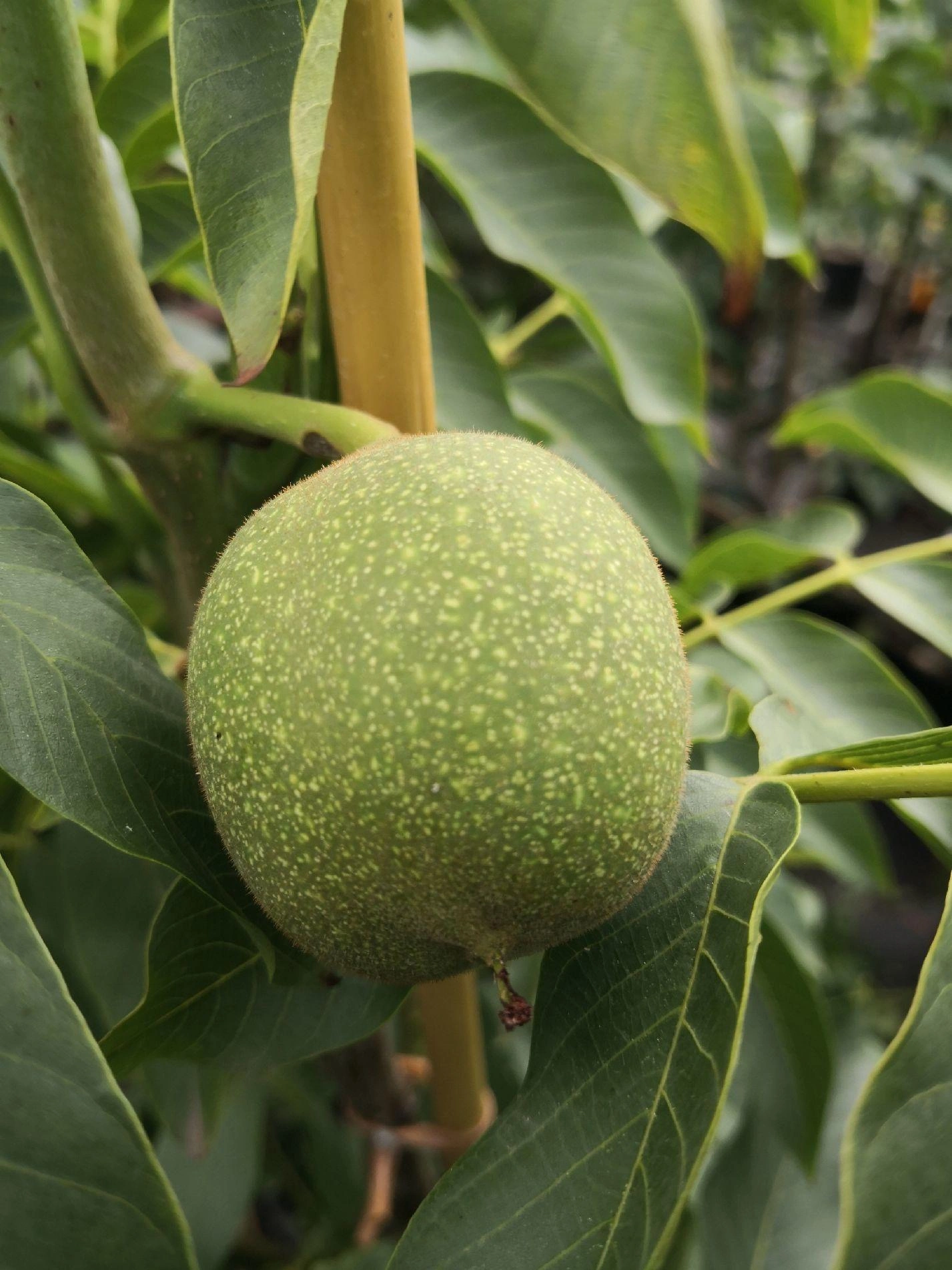 Walnussbäume image