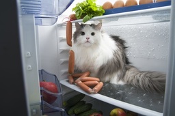 Kühlschrank Mit Gefrierfach Klein image