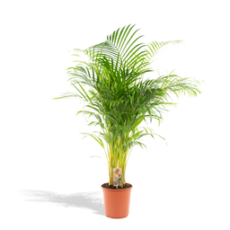 Gartenpflanzen & Stauden Bild