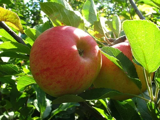 "Apfel "Elstar" Spindelbusch, im 5L-Container image"