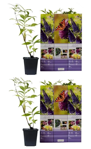 "Flower-up 6er-Set Schmetterlingsbüsche 30-40 cm image"