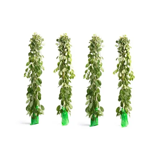 "Flower-up 4er-Set XXL-Trauerweiden 120 - 140 cm image"