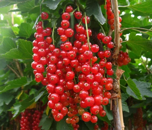 "Johannisbeere rot "Rovada" Busch, im 3,5L-Container image"