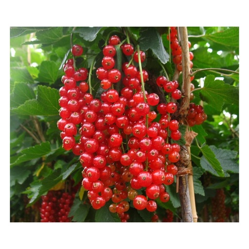 "Johannisbeere rot "Rovada" Busch, im 3,5L-Container image"