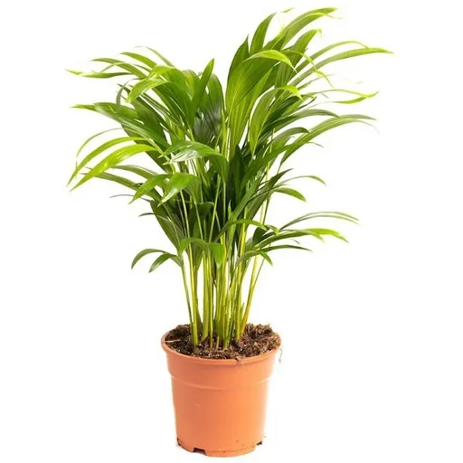 "Aufblühende Arecapalme - Goldpalme - Dypsis Lutescens Areca - Groß - 65-70 cm - 1 Stück image"