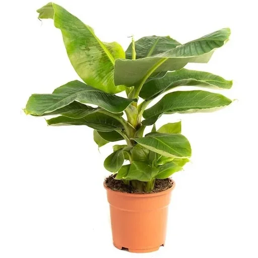 "Flower-up Bananenpflanze - Musa Oriental Dwarf - Groß - 50-60Cm - 1 Stück image"