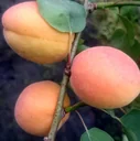 Aprikose 'Goldrich' (Prunus armeniaca) – winterharter Obstbaum, als Halbstamm, im 10-L-Container