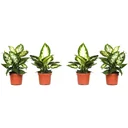 Blühendes Dieffenbachia-Set Mix - 4 Stück - 25 -40Cm (2x Dieffenbachia Camilla, 2x Dieffenbachia Compacta)