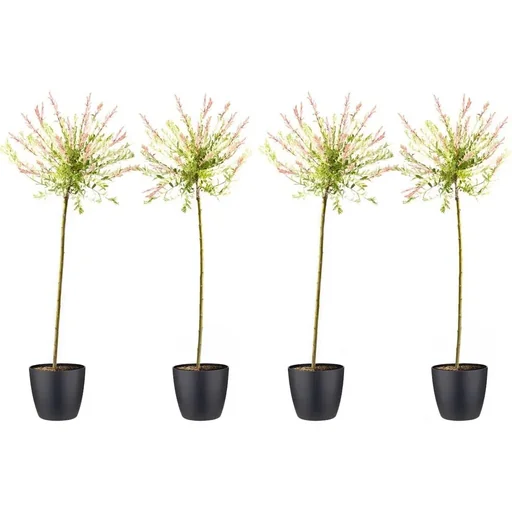 "Aufblühende Weide - Salix integra 'Hakuro Nishiki' XXL - 120-140Cm - 4 Stück image"