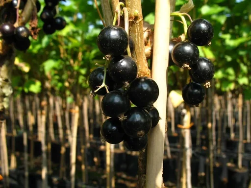 "Johannisbeere schwarz "Bona" Busch, im 5L-Container image"