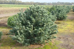 Blaue Mädchenkiefer 'Negishi' (Pinus parviflora) – winterharter Nadelbaum, im 7,