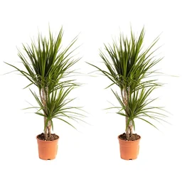 Blühender Drachenbaum - Dracaena Marginata - Groß - 75-80Cm - 2 Stück