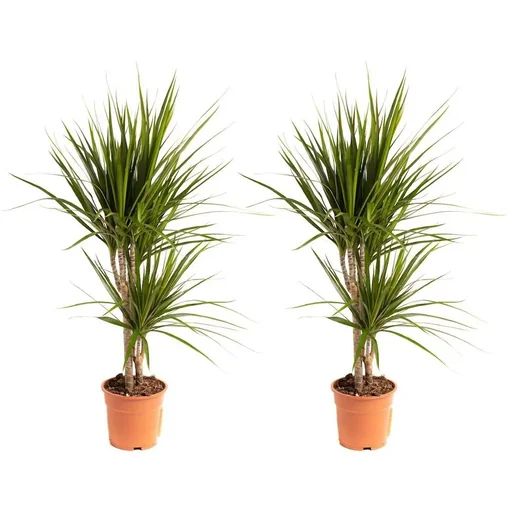 "Blühender Drachenbaum - Dracaena Marginata - Groß - 75-80Cm - 2 Stück image"