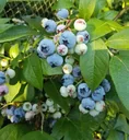 Garten-Heidelbeere "Duke", im 3,5L-Contaienr