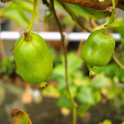 "Kiwi "Bayernkiwi männlich", 3,5L-Container image"