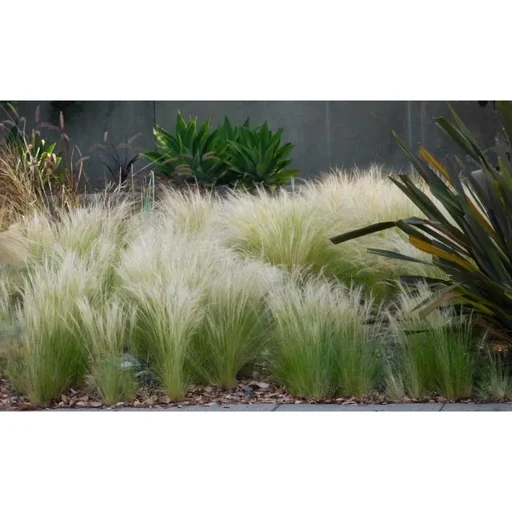 "Aufblühendes Set von 8 Stipa Pferdeschwanz-Federgras - 40-50 cm image"