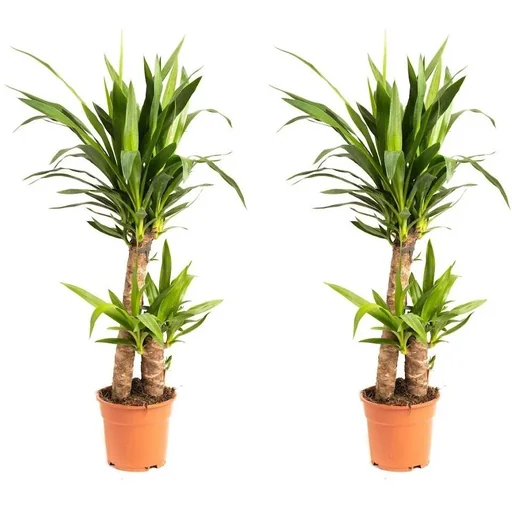 "Aufblühende Palmlilie - Yucca - Groß - 80-85Cm - 2 Stück image"
