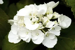 Bauernhortensie weiß (Hydrangea macrophylla) – winterharter Blütenstrauch, im 7-