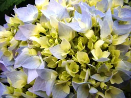 Hortensie 