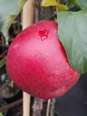 Apfel "Rubinette Rosso" Halbstamm, im 10L-Container