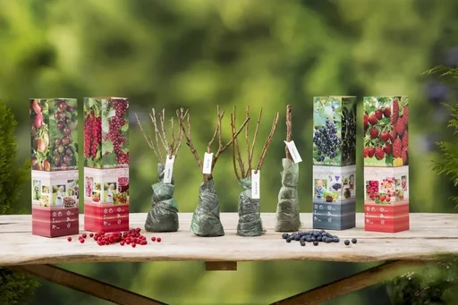 "Flower-up Set aus 4 Obstpflanzen 30-40cm image"