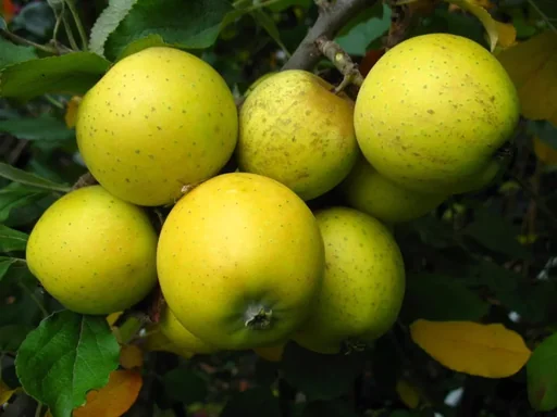 "Säulenapfel "Ananasrenette", 7,5L-Container, fest, saftig, einzigartiges Aroma image"