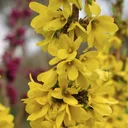 Forsythie Mikador - Forsythia intermedia - 7.5 L Topf. 60-80 cm