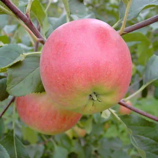 "Apfel "Rubinola" Halbstamm, im 10L-Container image"