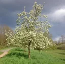 "Bienenbaum", im 3,5L-Container