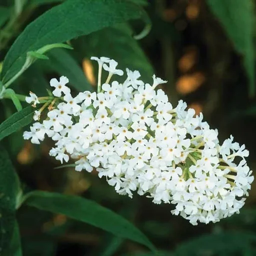 "Zwerg-Sommerflieder Buzz Pink Purple (lila) - Buddleja davidii - 7 L Topf image"