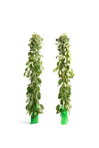 "Flower-up 2er-Set XXL-Trauerweiden 120 - 140 cm image"