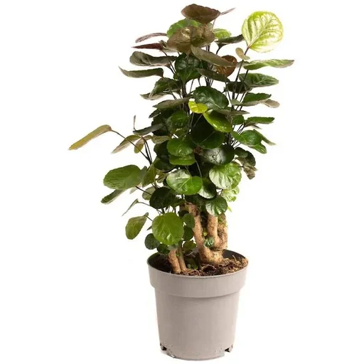 "Blume oben Aralia - Polyscias Fabian - Groß - 55-65Cm - 1 Stück image"