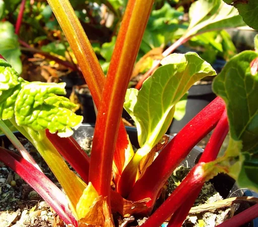 "Rhabarber "Frambozen rood", im 3,5L-Container image"