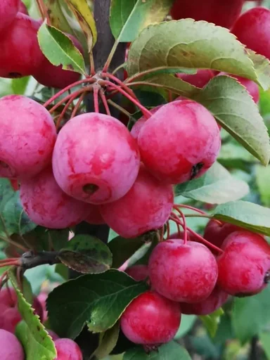 Zierapfel Evereste im Topf