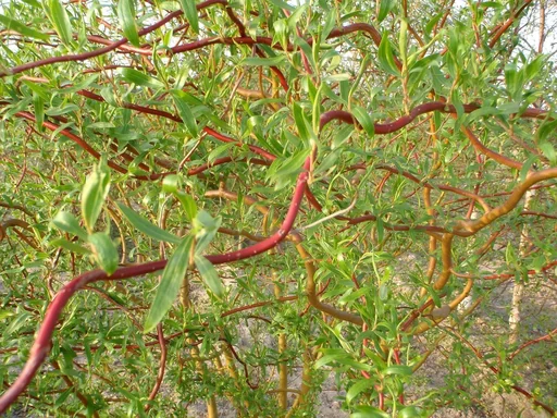 "Korkenzieherweide Salix matsudana Tortuosa - 12 L Topf 100-125 cm image"