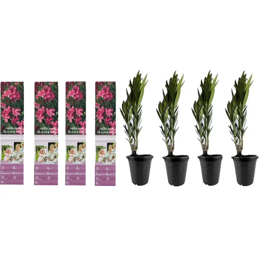 "Blühendes Thunbergia-Set - 3 Stück - 30-38 cm image"