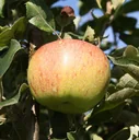 Apfel "Jonagold" Spindelbusch, im 5L-Container