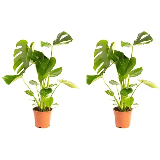 "Blumenlochpflanze - Monstera Deliciosa - Groß - 65 - 75Cm - 2 Stück image"