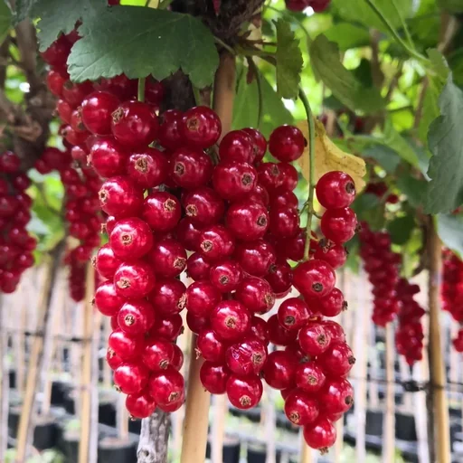 "Johannisbeere rot "Rolan" Busch, im 5L-Container image"