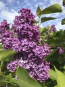 Edelflieder Charles Joly - Syringa vulg. - Solitär mit Ballen 125-150 cm