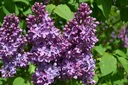 Edelflieder Ruhm von Horstenstein - Syringa vulg. - 12 L Topf 70 cm