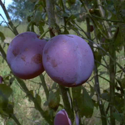 "Pflaume "Bühler Frühzwetsche" Busch, im 10L-Container, süß, saftig, gut steinlösend image"