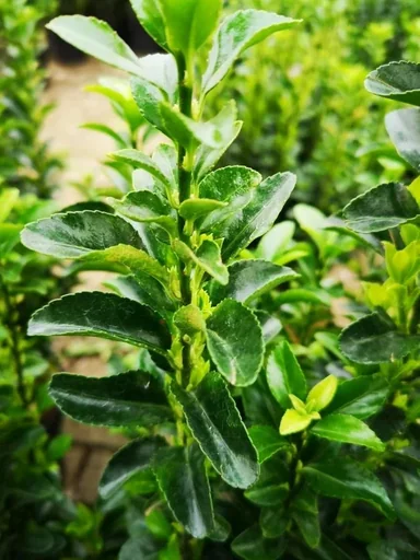 "Spindelstrauch japanisch Greeen Spire - Euonymus japonicus - 7 L Topf 40-60 cm image"