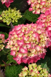 Bauernhortensie rot Hydrangea macrophylla - 7.5 L Topf 40-60 cm