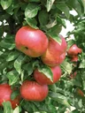 Säulenapfel "Sonate", 7,5L-Container, starkwachsendsaftig, schorfresistent